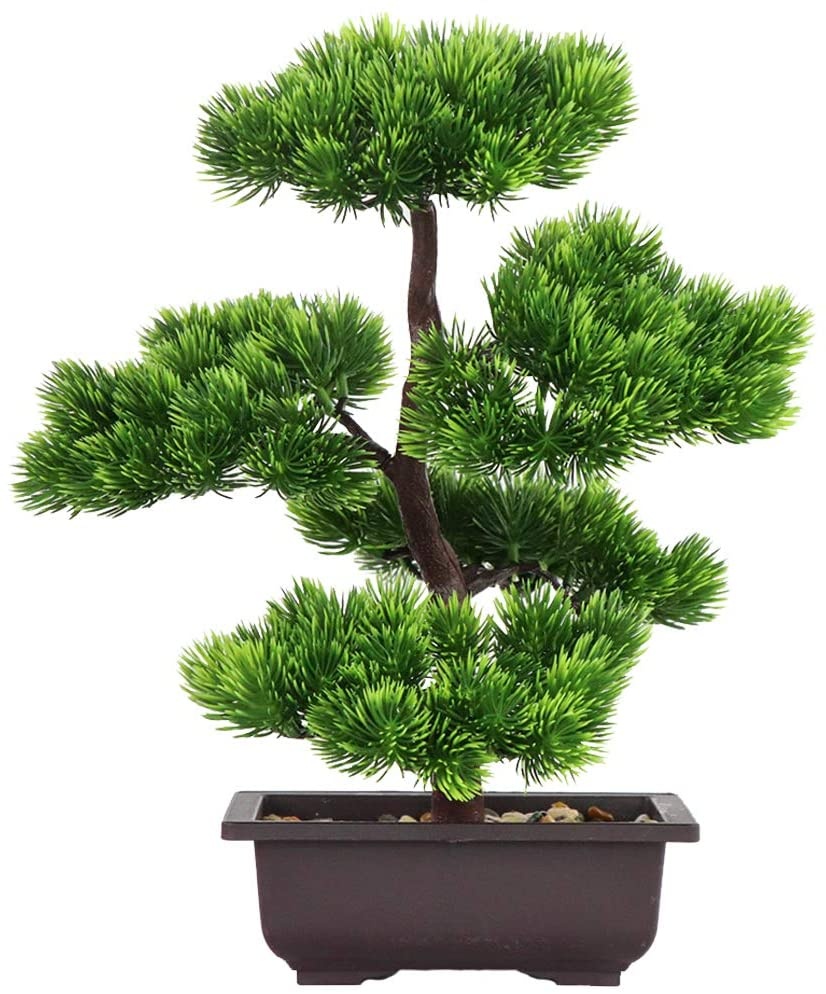 Japanese Pine Bonsai Plant for - Japanese Garden Bonsai review and price