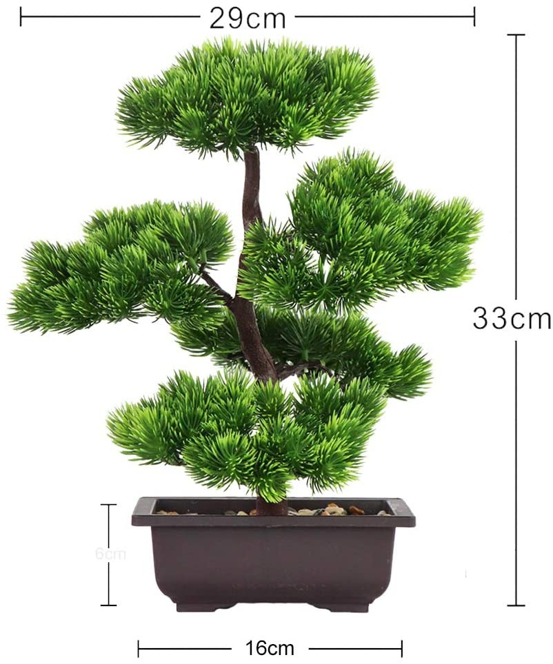 Japanese Pine Bonsai Plant for - Japanese Garden Bonsai review and price