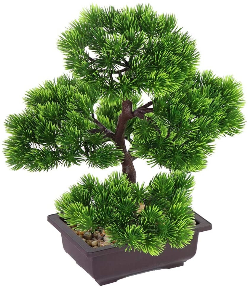 Japanese Pine Bonsai Plant for - Japanese Garden Bonsai review and price
