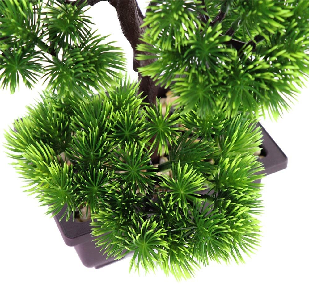 Japanese Pine Bonsai Plant for - Japanese Garden Bonsai review and price