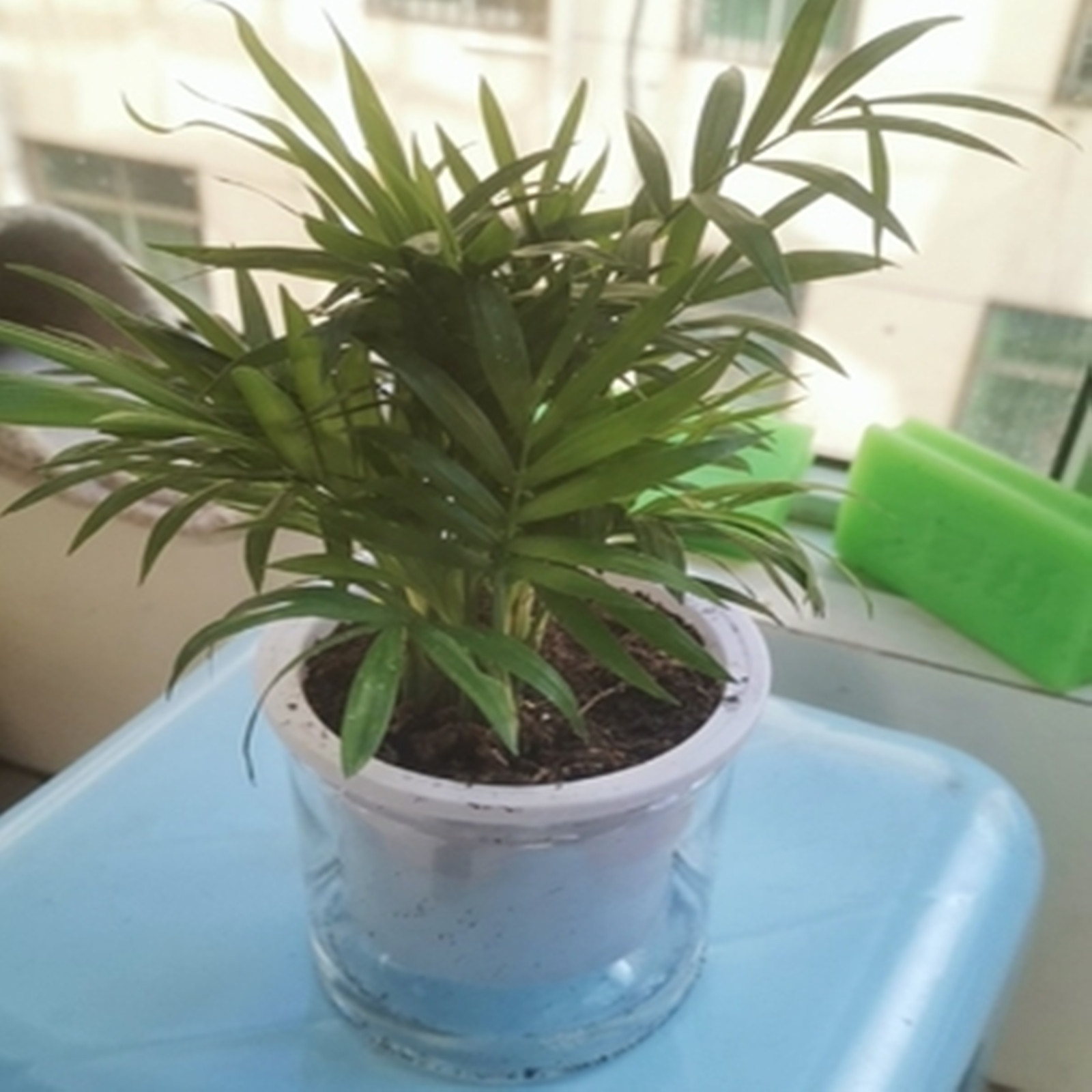 Self Watering Planter Pots Min - Japanese Garden Bonsai review and price