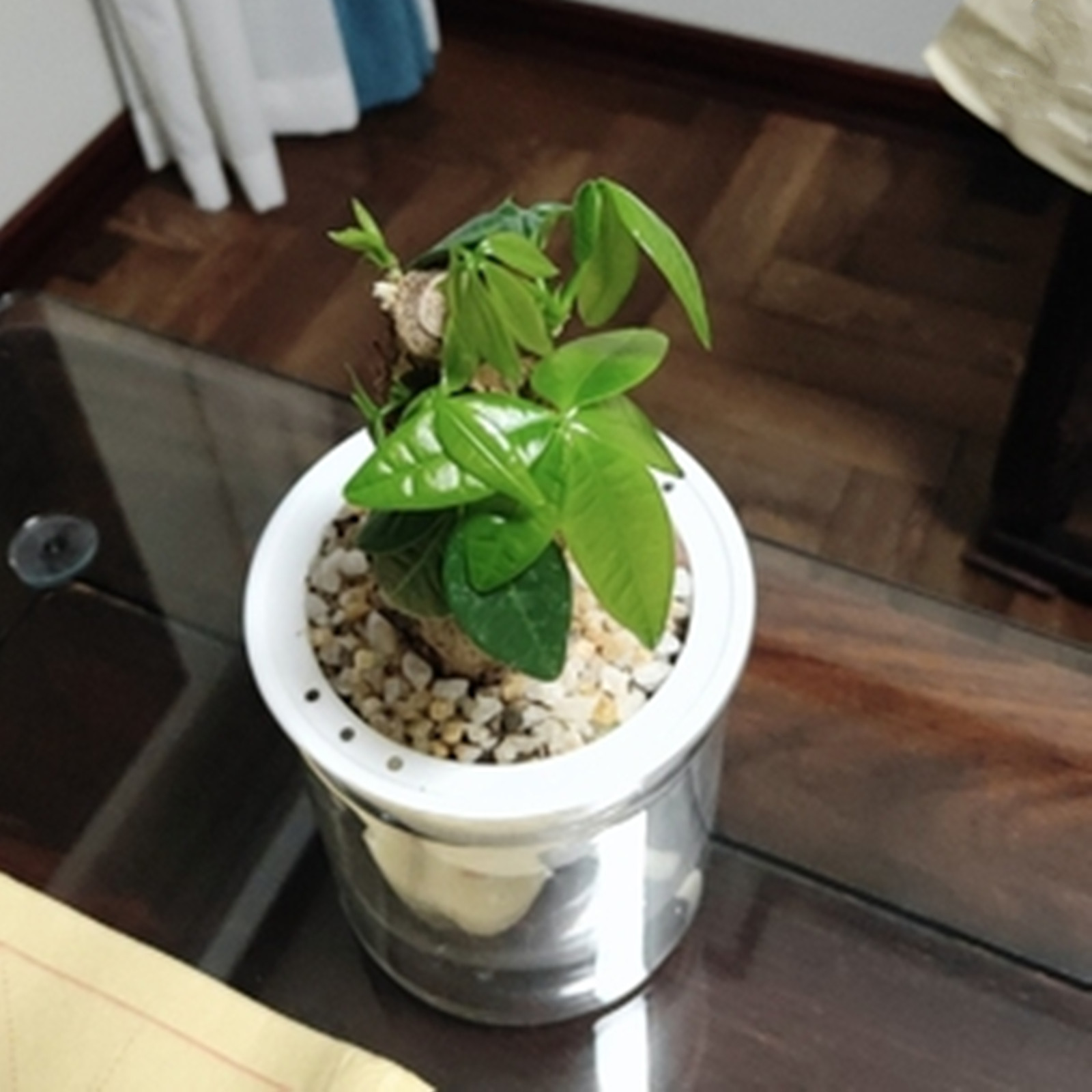 Self Watering Planter Pots Min - Japanese Garden Bonsai review and price