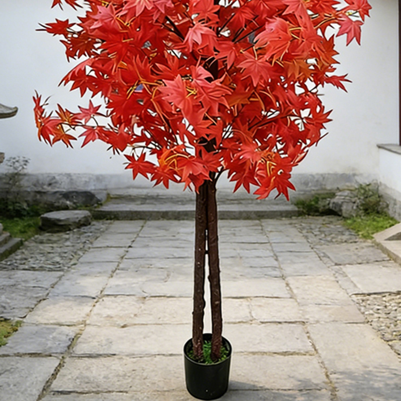 Maple Tree for Home and Garden - Japanese Garden Bonsai review and price