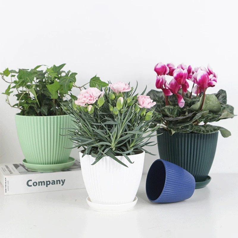 Succulent Potted Round Pot wit - Japanese Garden Bonsai review and price