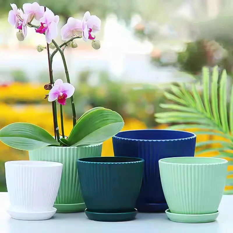 Succulent Potted Round Pot wit - Japanese Garden Bonsai review and price