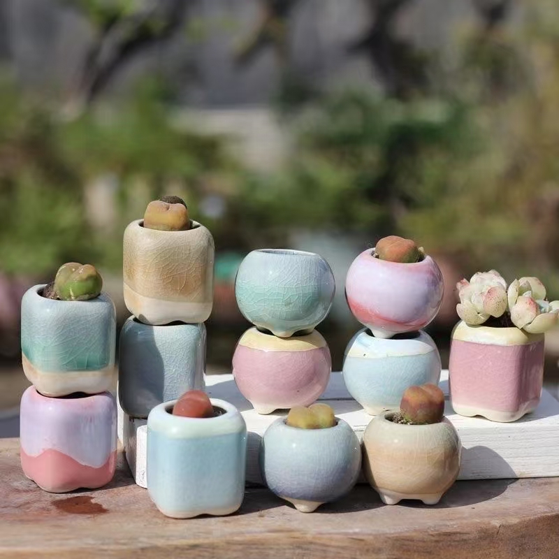 6Pcs Mini Flowerpot Succulents - Bonsai Gardenia review and price