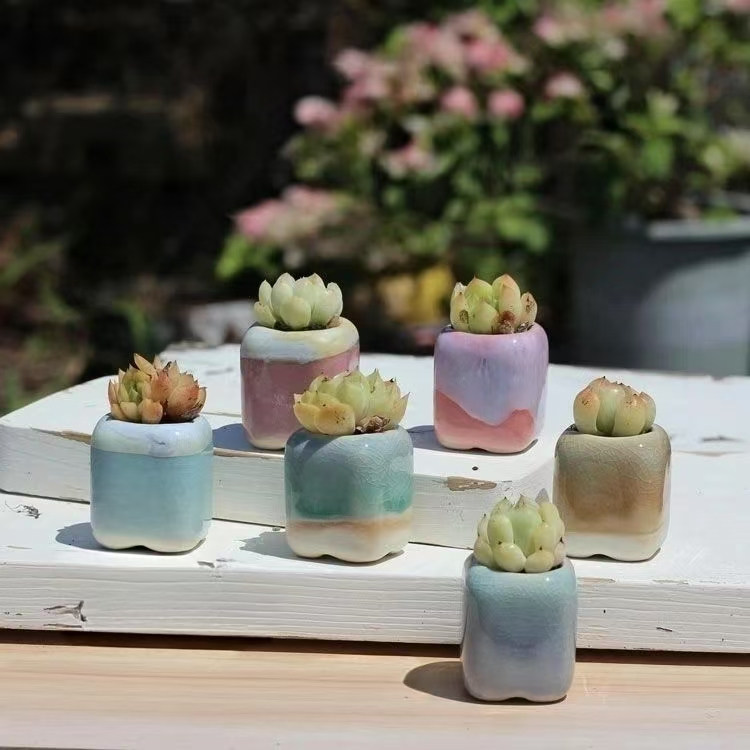 6Pcs Mini Flowerpot Succulents - Bonsai Gardenia review and price